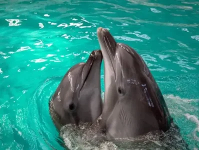 Acces gratuit la Delfinariu azi, de Ziua Dobrogei